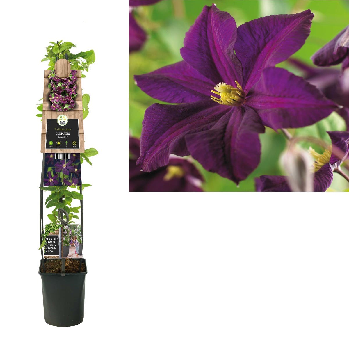 Bosrank (Clematis 'Romantika') H 120