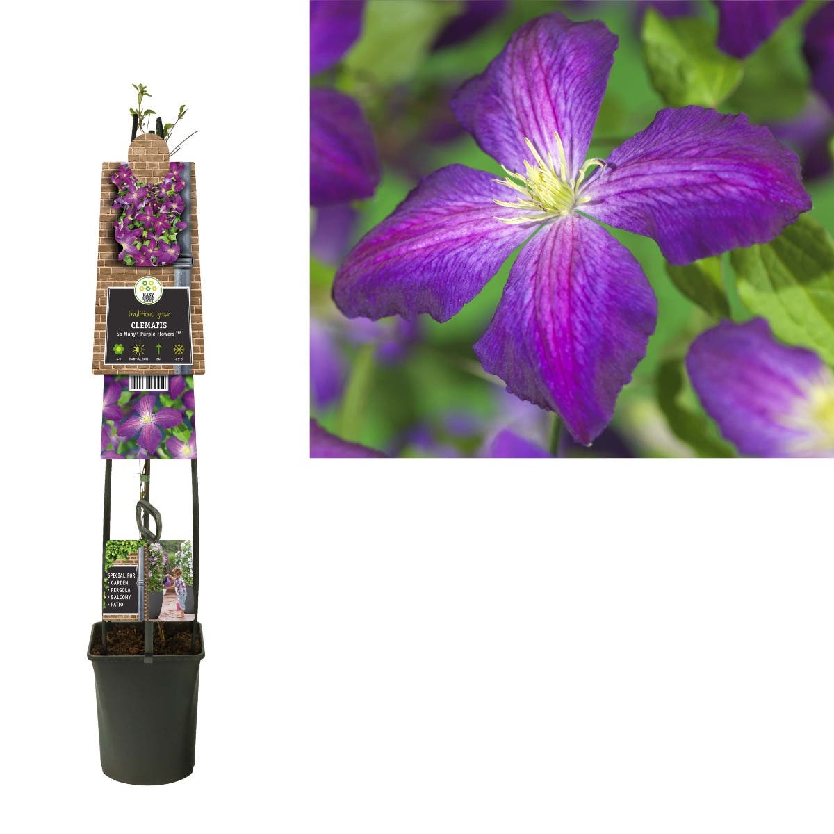 Bosrank (Clematis So Many® Purple Flowers PBR) H 120