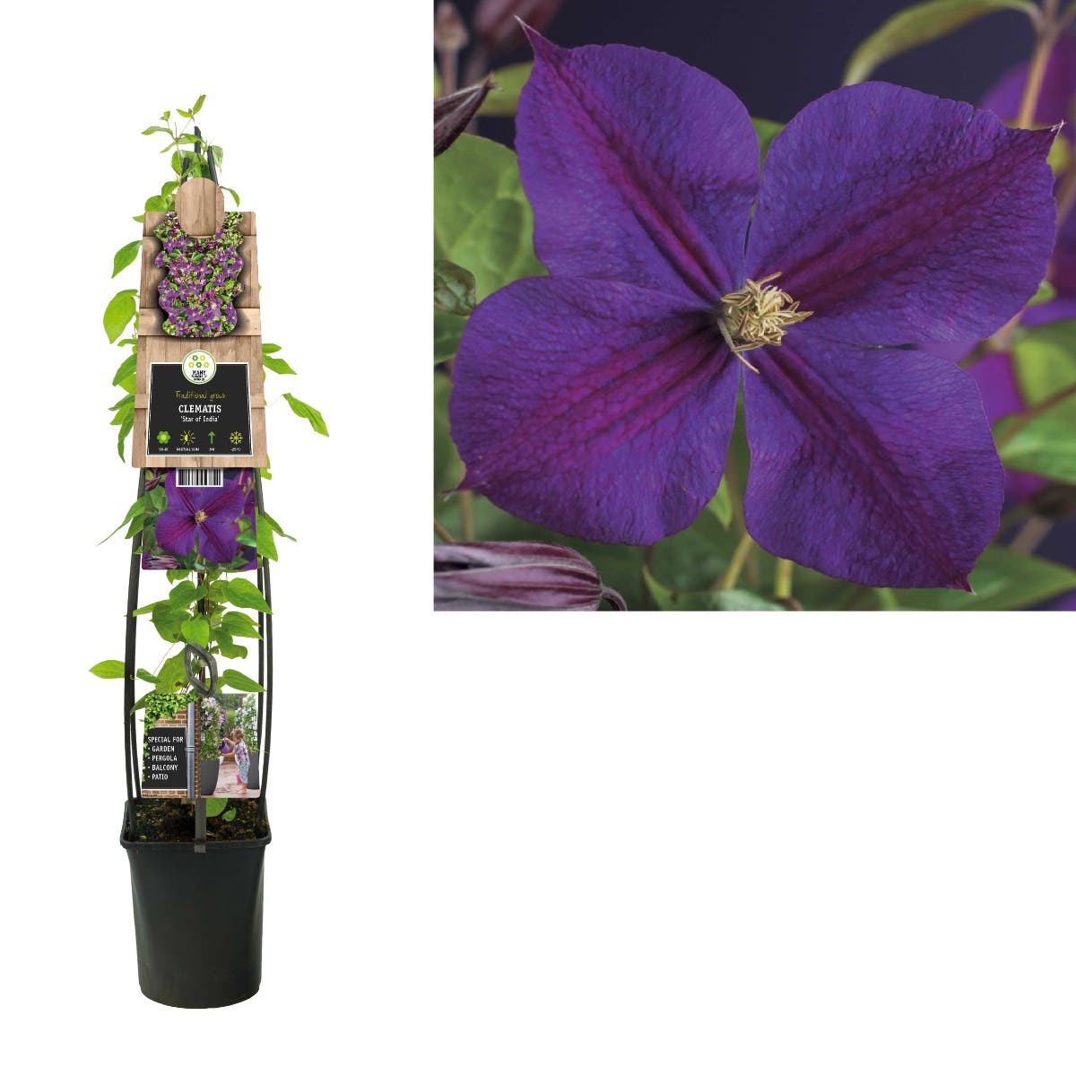Bosrank (Clematis 'Star of India') H 120