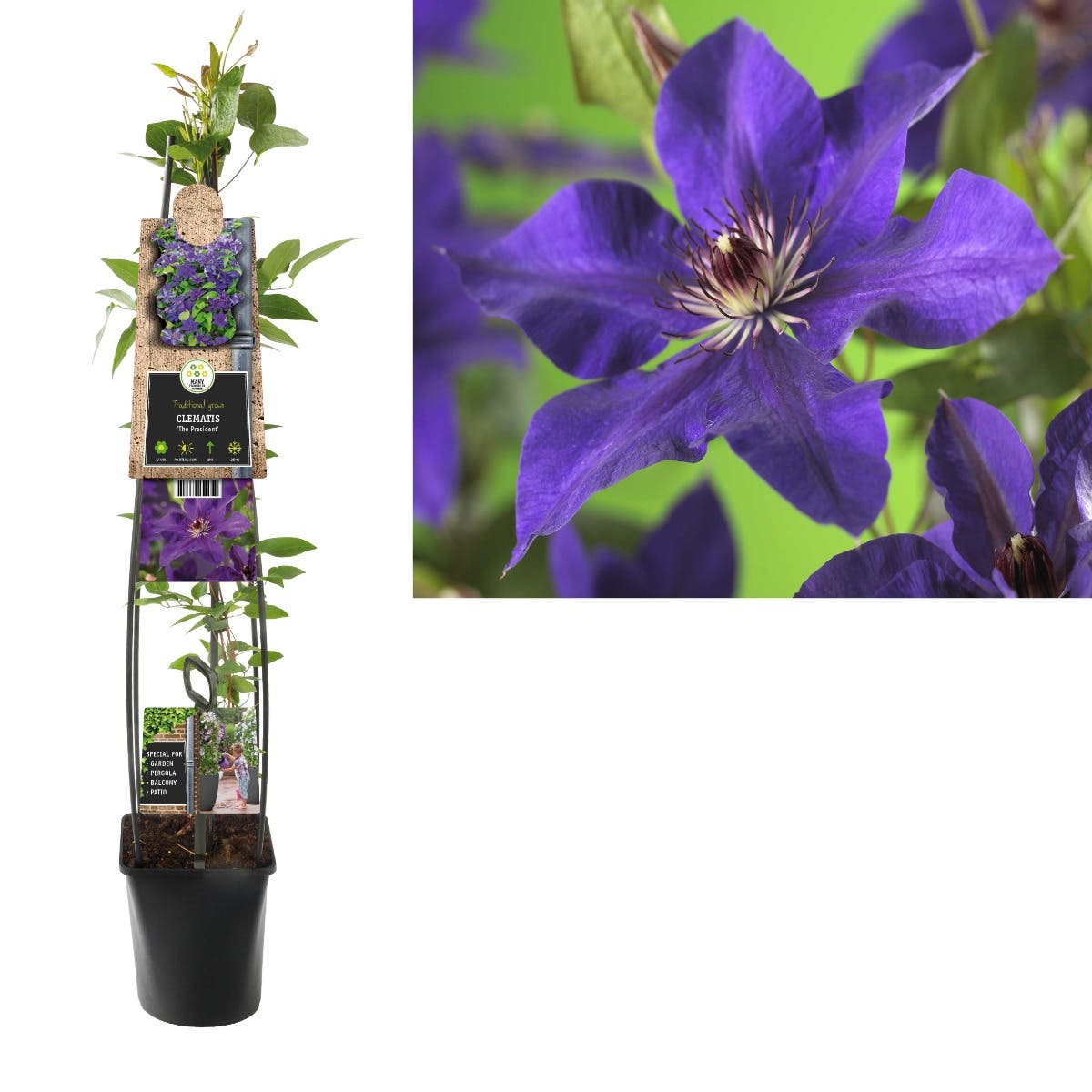 Bosrank (Clematis 'The President') H 120
