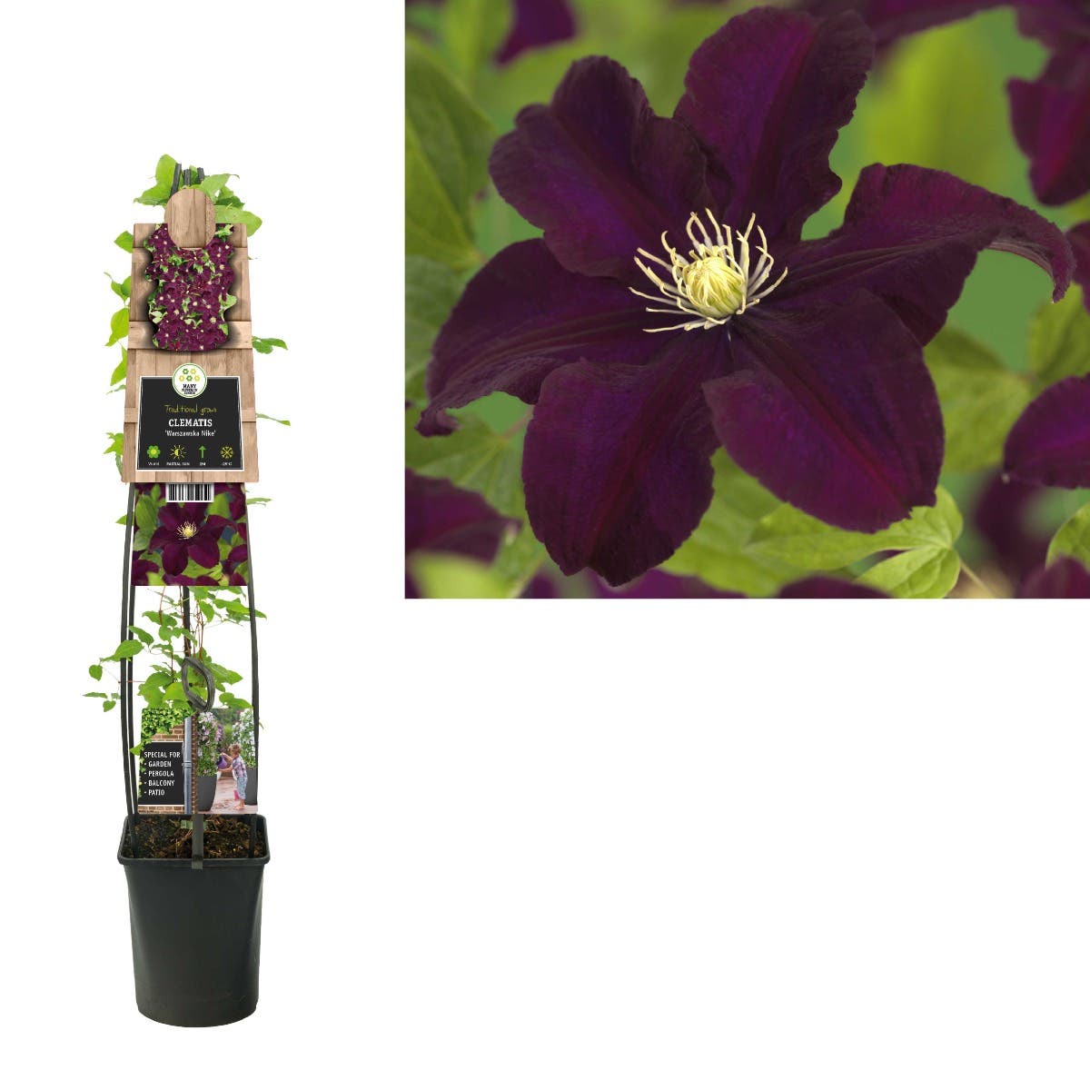 Bosrank (Clematis 'Warszawska Nike') H 120