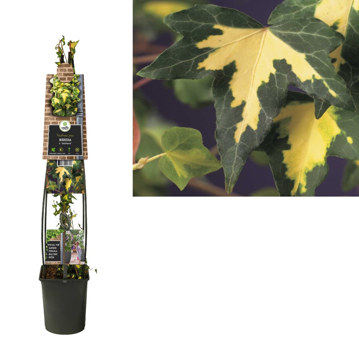 Klimop (Hedera h. 'Goldheart') H 120