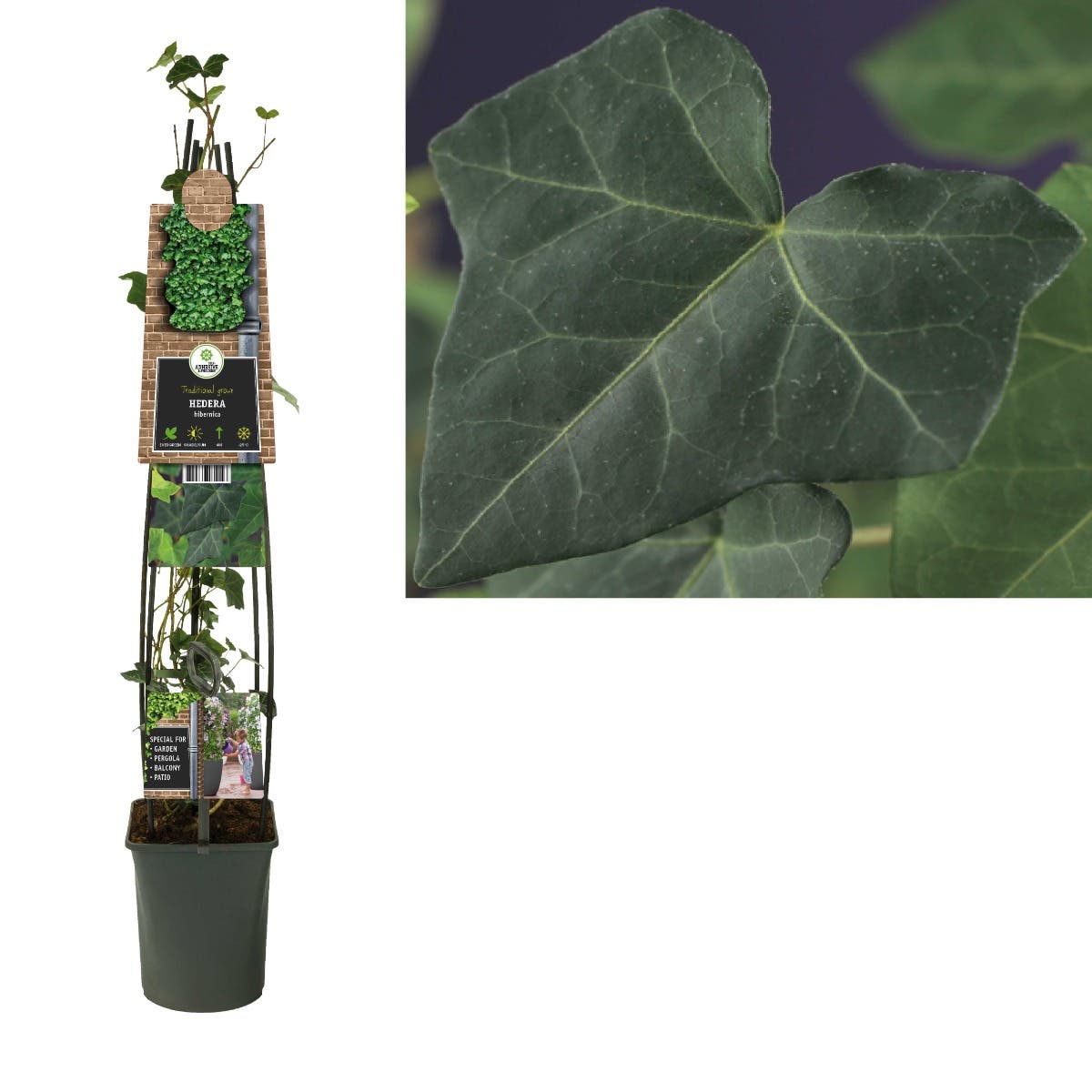 Klimop (Hedera hibernica) H 120