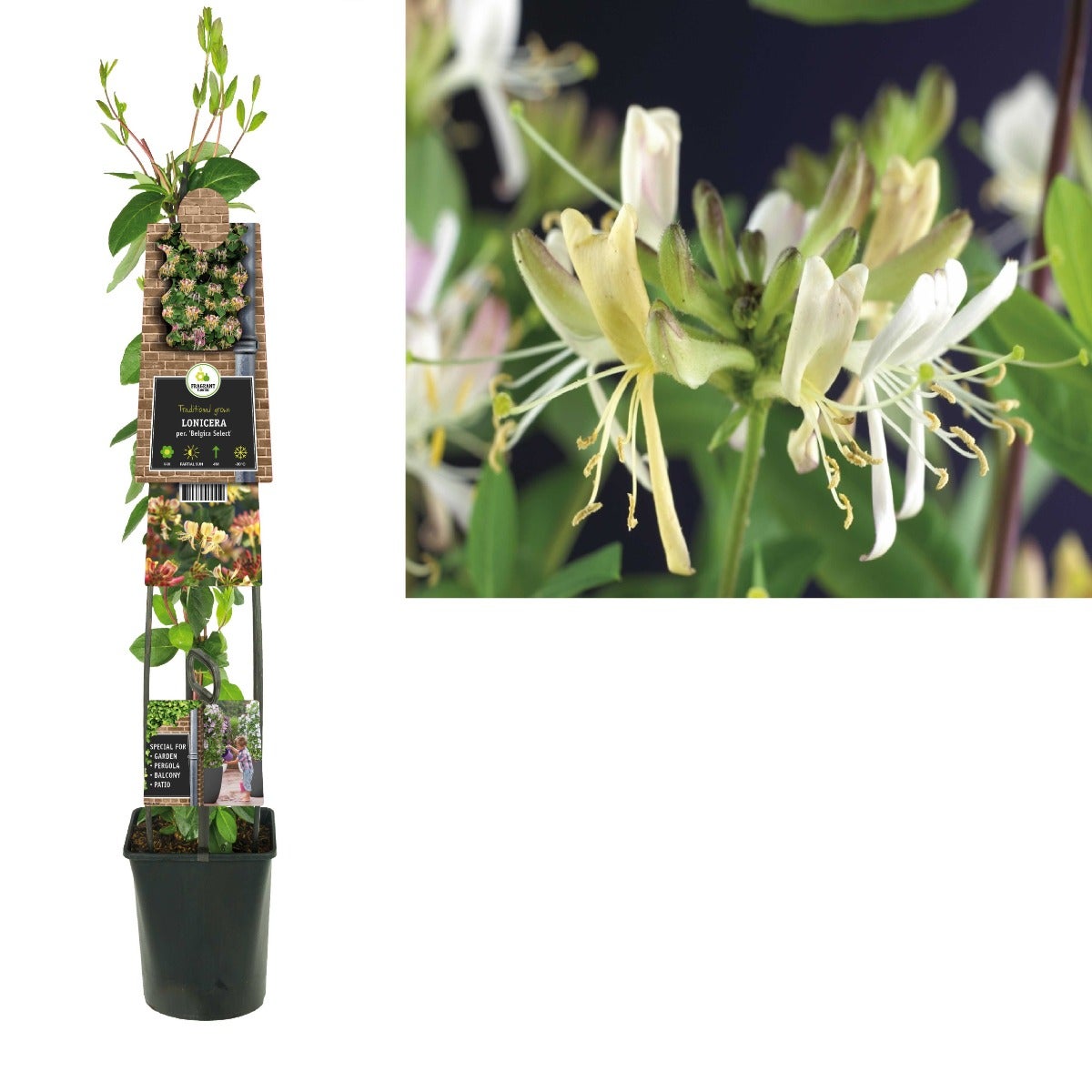 Kamperfoelie (Lonicera per. 'Belgica Select') H 120