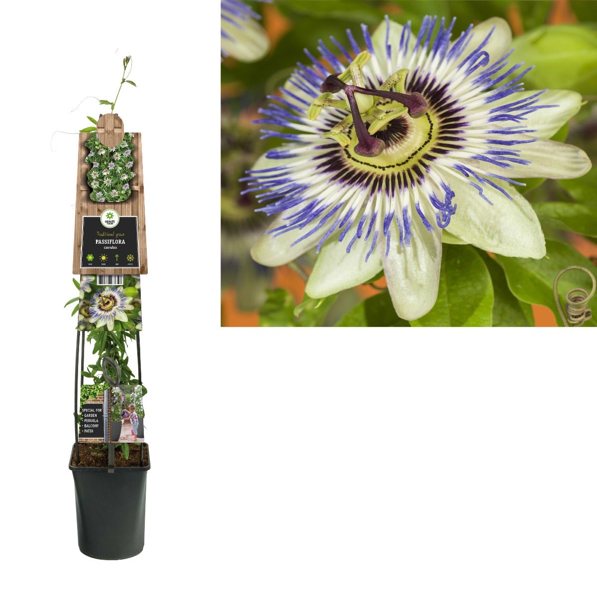 Passiebloem (Passiflora caerulea) H 120