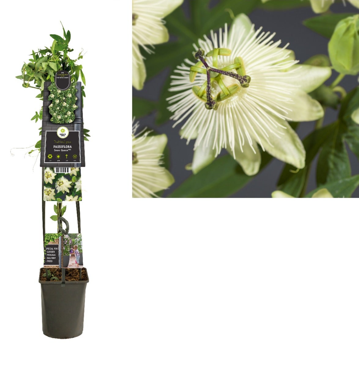 Passiebloem (Passiflora 'Snow Queen' PBR) H 120