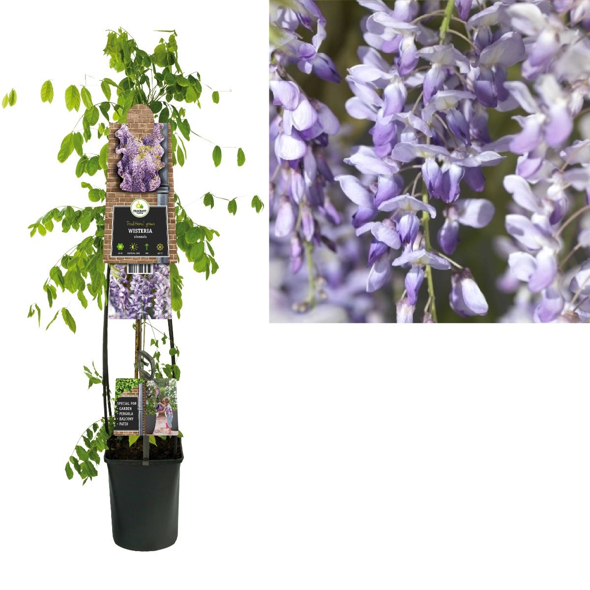 Blauwe regen (Wisteria sinensis) H 120