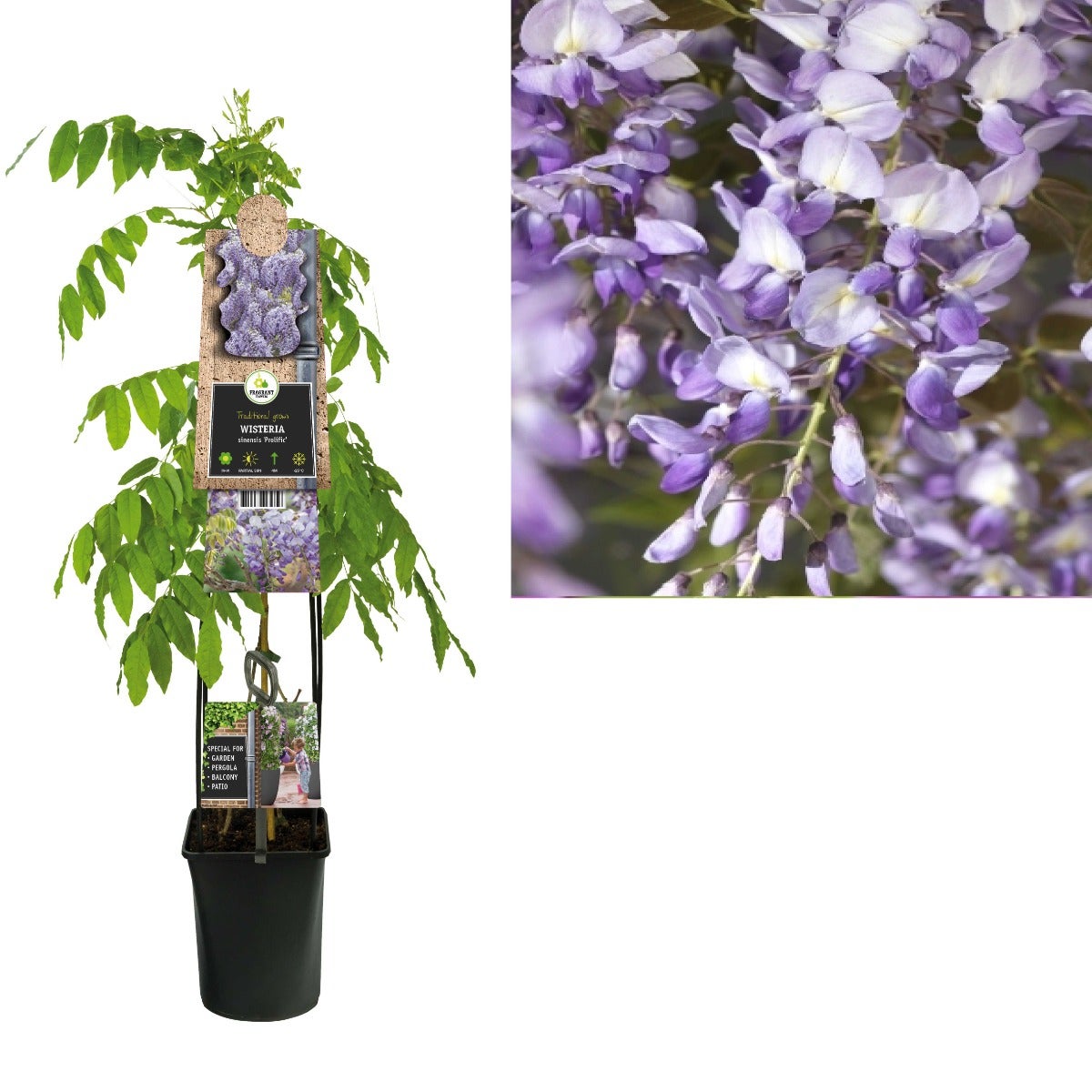 Blauwe regen (Wisteria sinensis 'Prolific') H 120