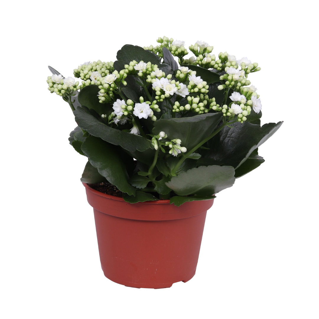 Kalanchoë (Kalanchoe Blossfeldiana) H 25 ø 15 cm