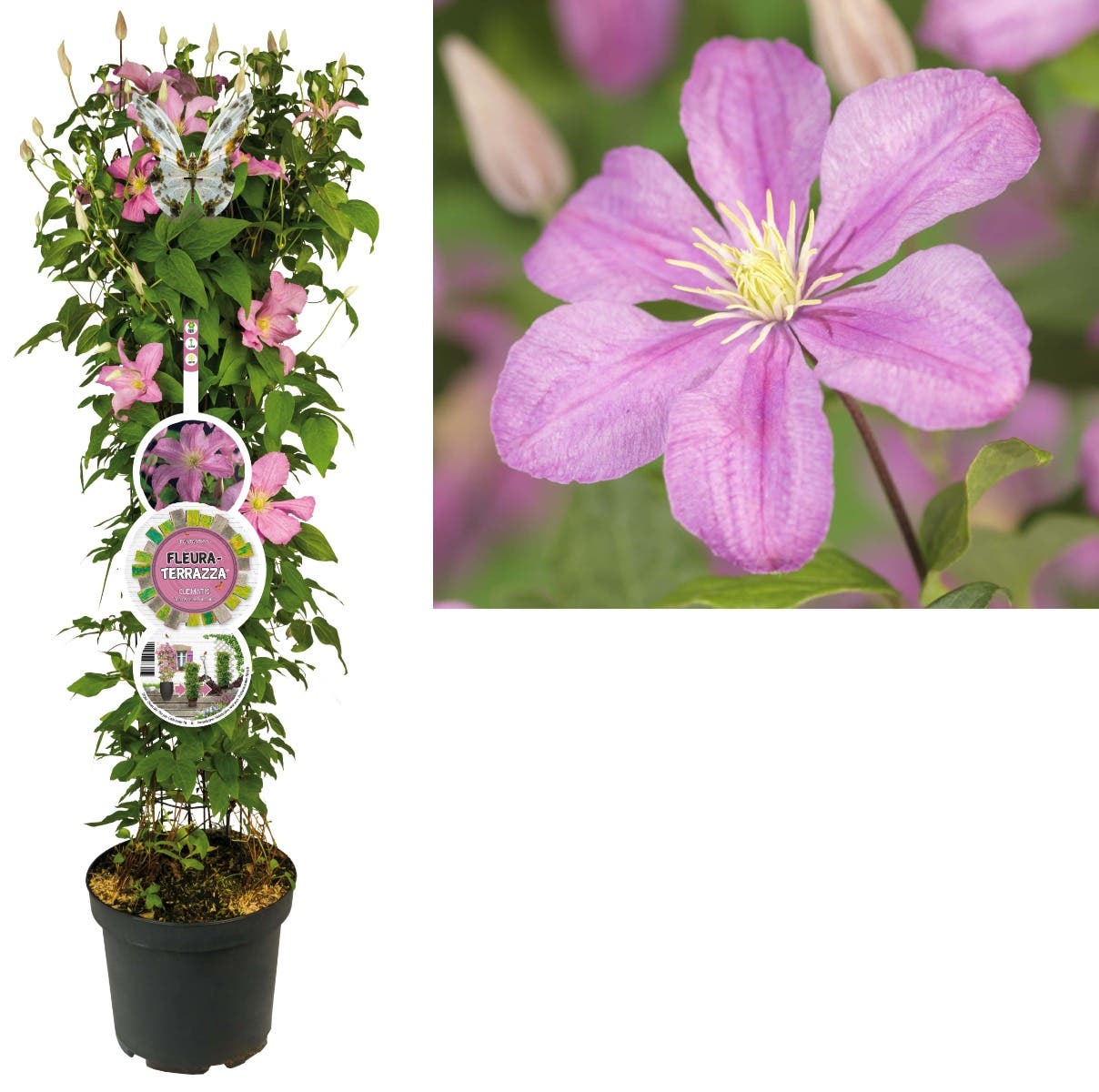 Bosrank (Clematis 'Comtesse de Bouchaud') H 110