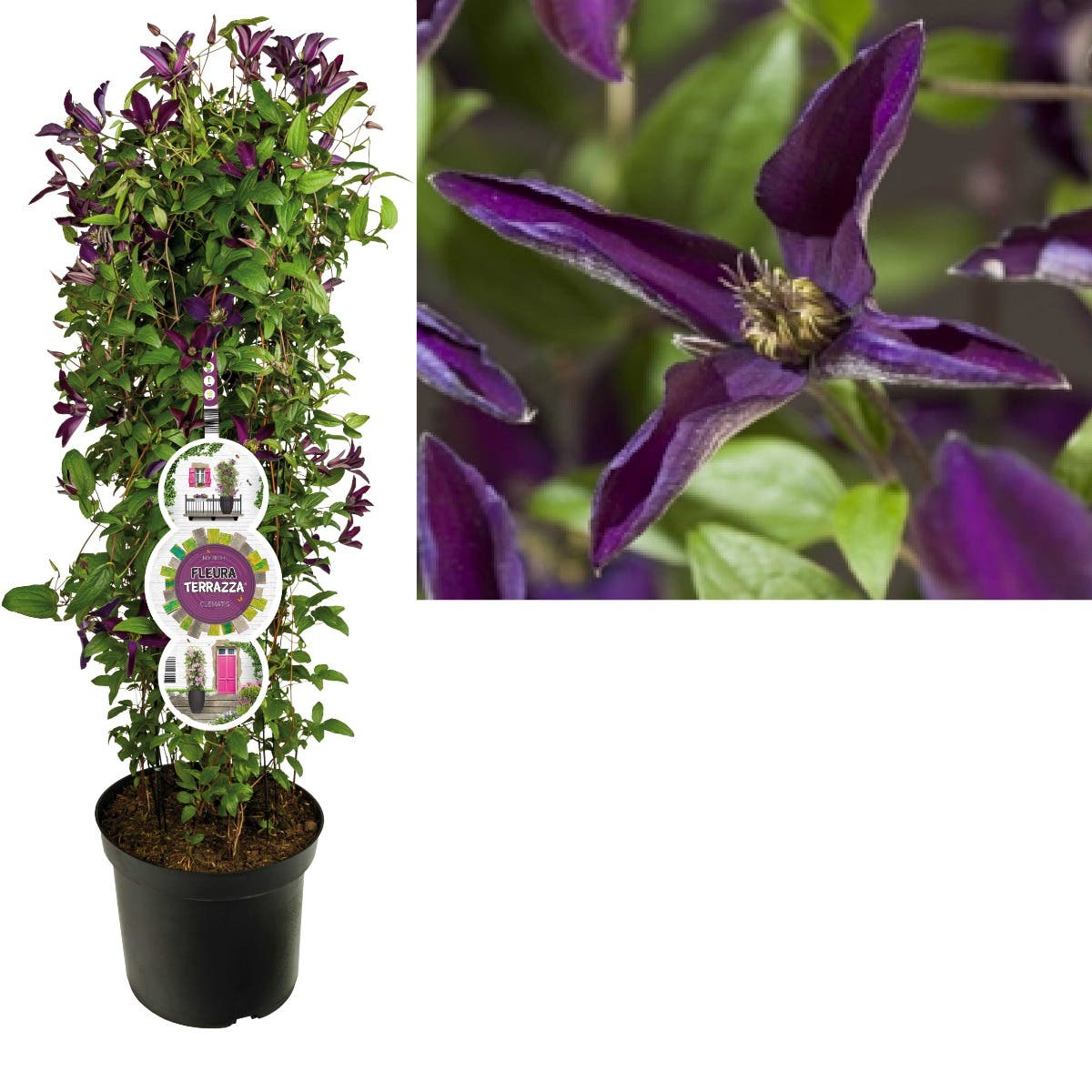 Bosrank (Clematis Noora PBR) H 110
