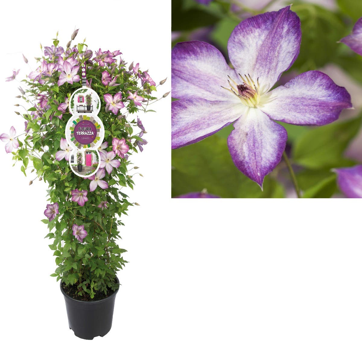 Bosrank (Clematis Pernille PBR) H 110
