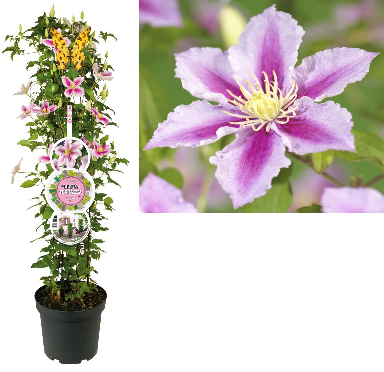 Bosrank (Clematis 'Piilu') H 110