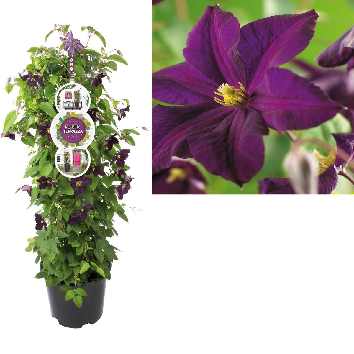 Bosrank (Clematis 'Romantika') H 110