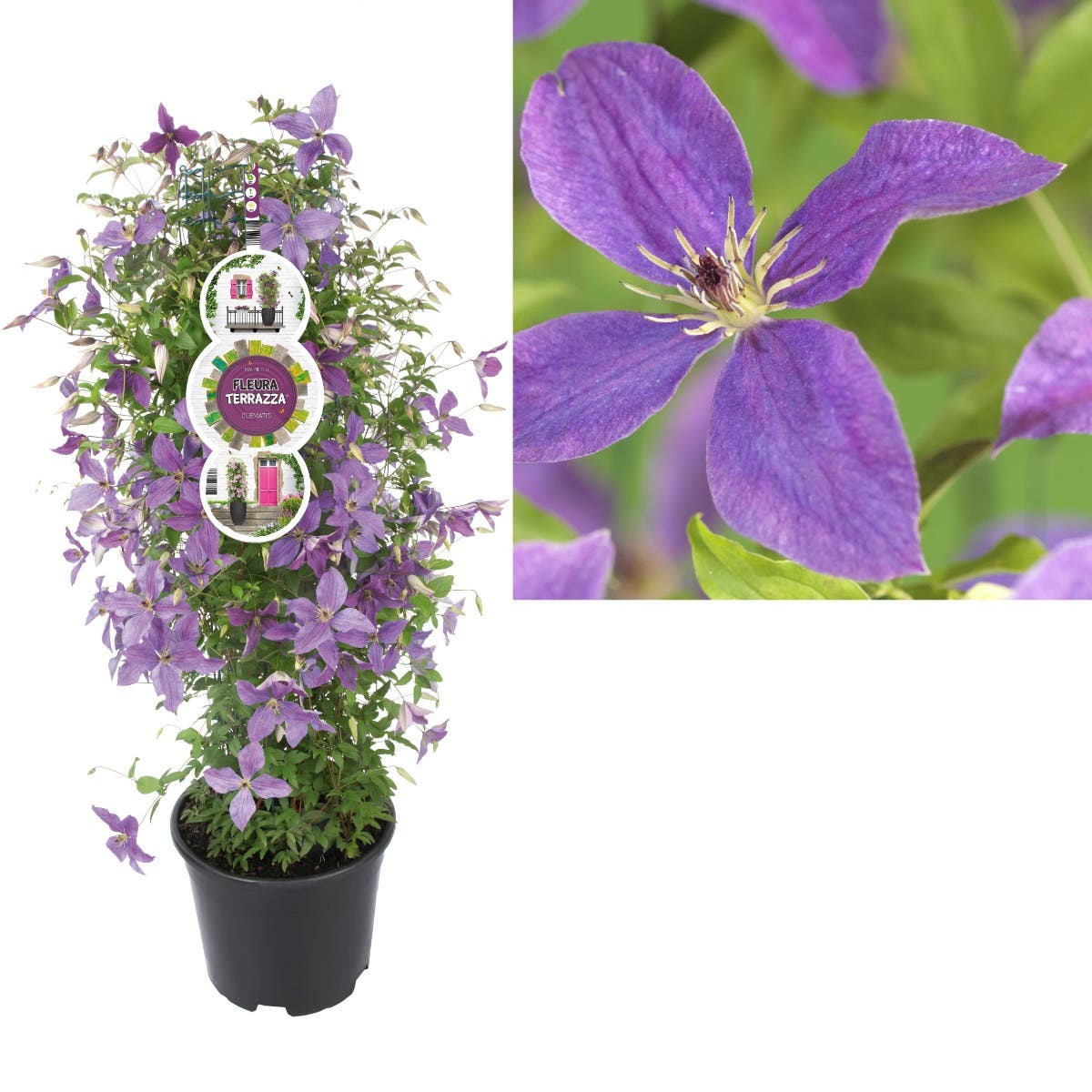Bosrank (Clematis So Many® Lavender Flowers PBR) H 110