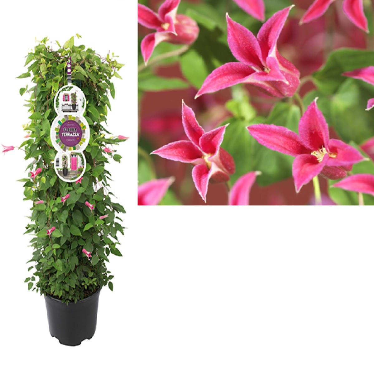 Bosrank (Clematis 'Princess Diana') H 110