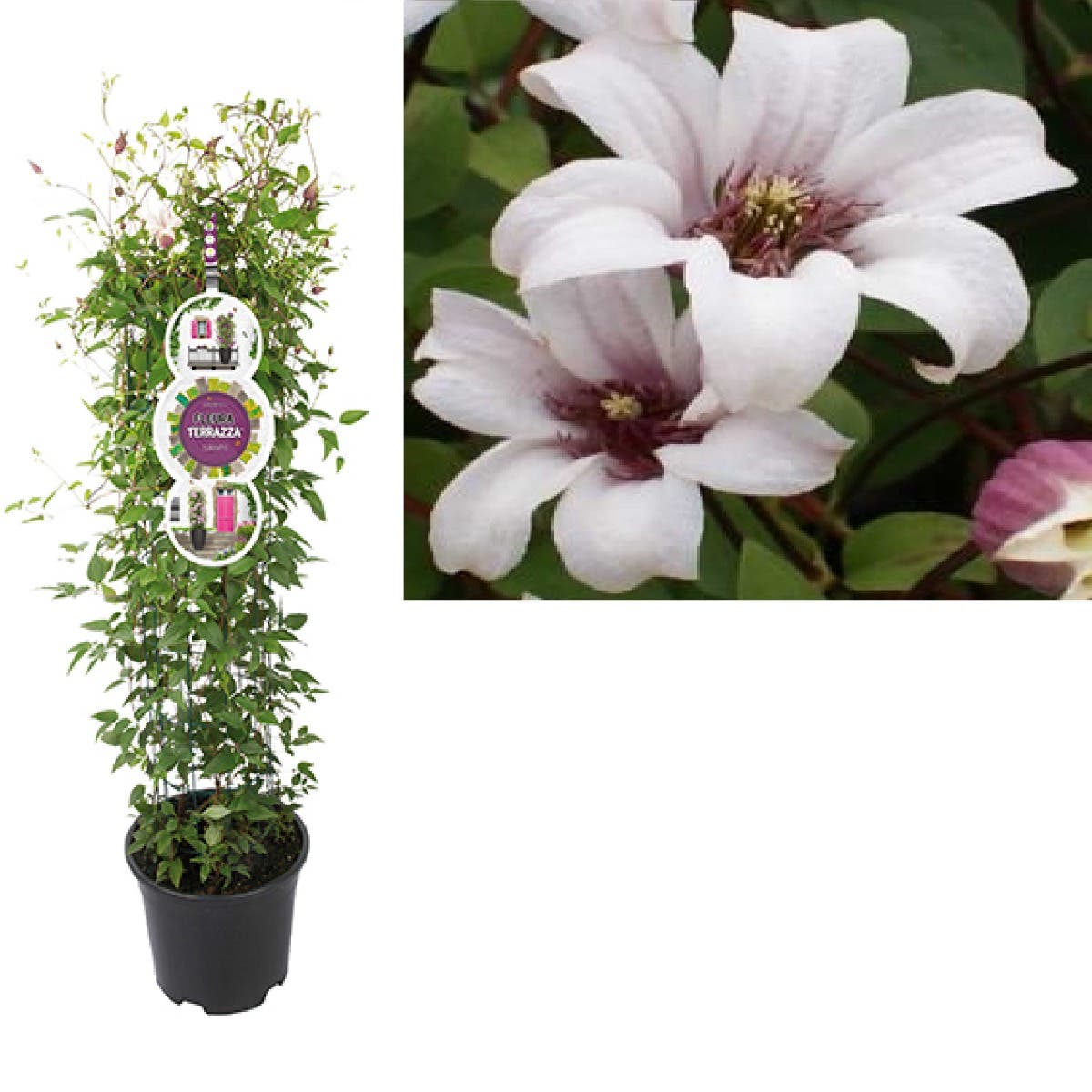 Bosrank (Clematis Princess Kate PBR) H 110
