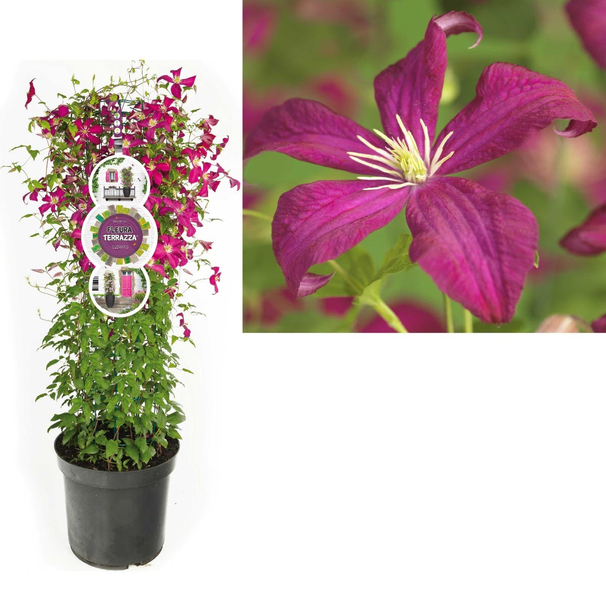 Bosrank (Clematis vit. 'Madame Julia Correvon') H 110