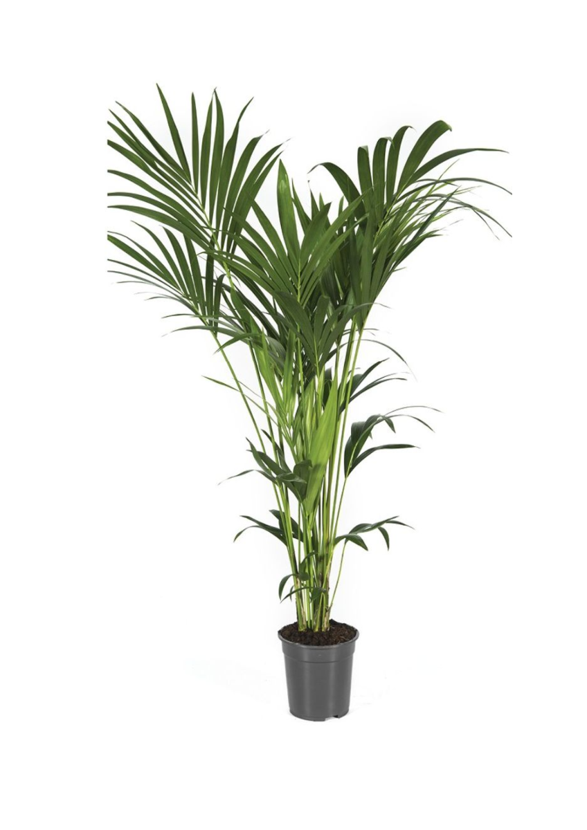 Kentia palm (Howea Forsteriana) 140 x 21 cm
