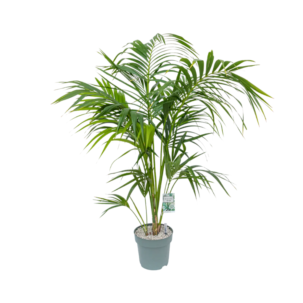 Kentia Palm (Howea Forsteriana) 180 x 27 cm