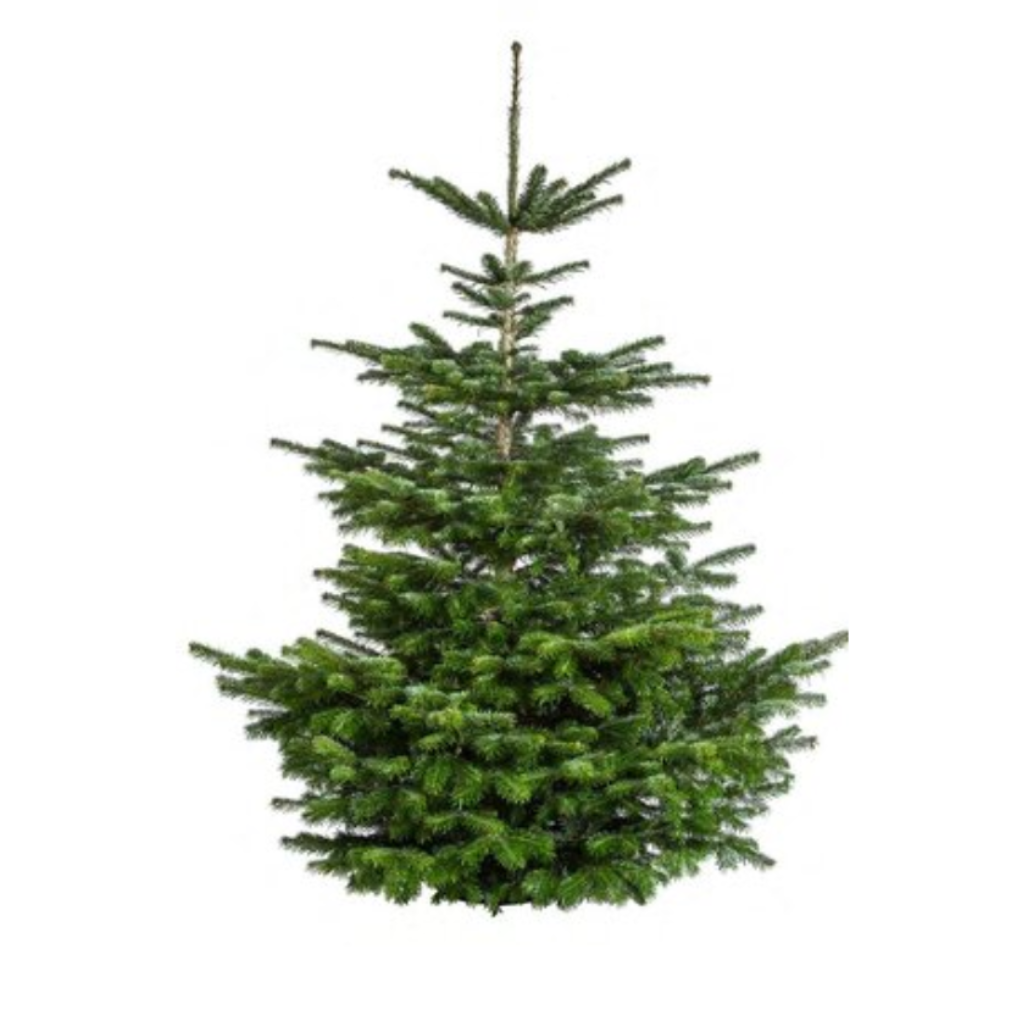 Kerstboom Nordmann gezaagd 600++ cm