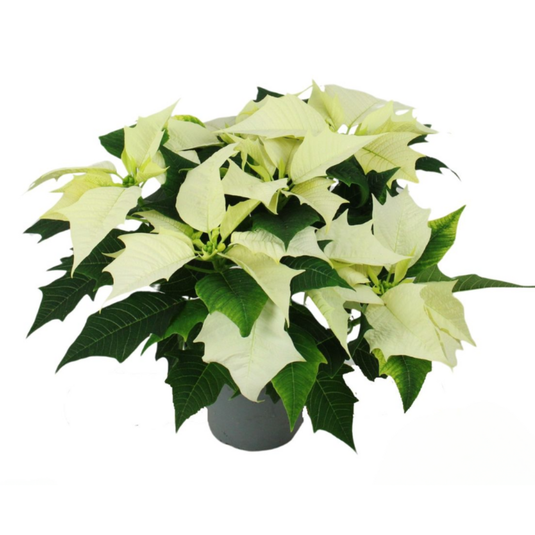 Kerstster (Euphorbia Pulcherrima) Alaska 30 cm