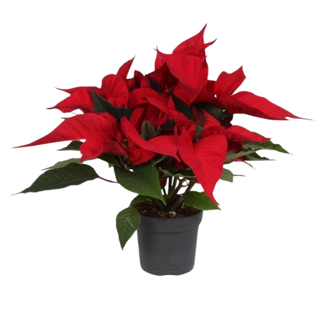 Kerstster (Euphorbia Pulcherrima) rood 25