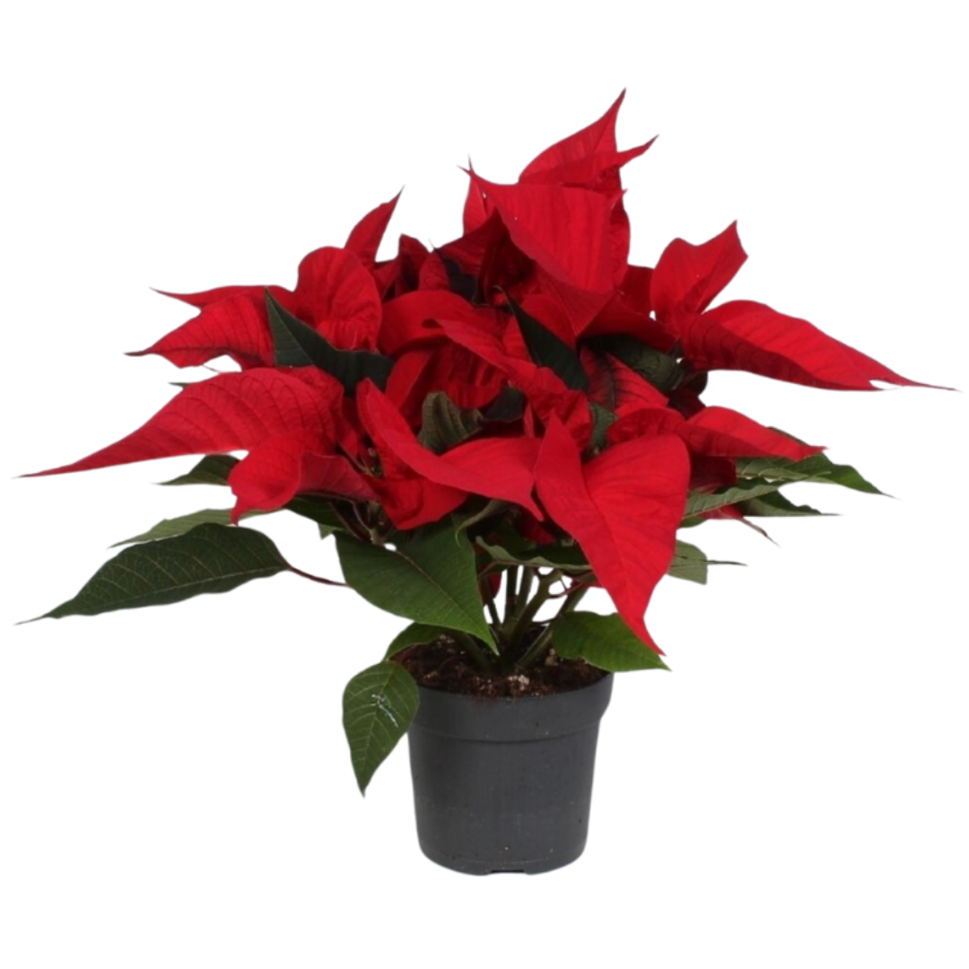 Kerstster (Euphorbia Pulcherrima) rood 30