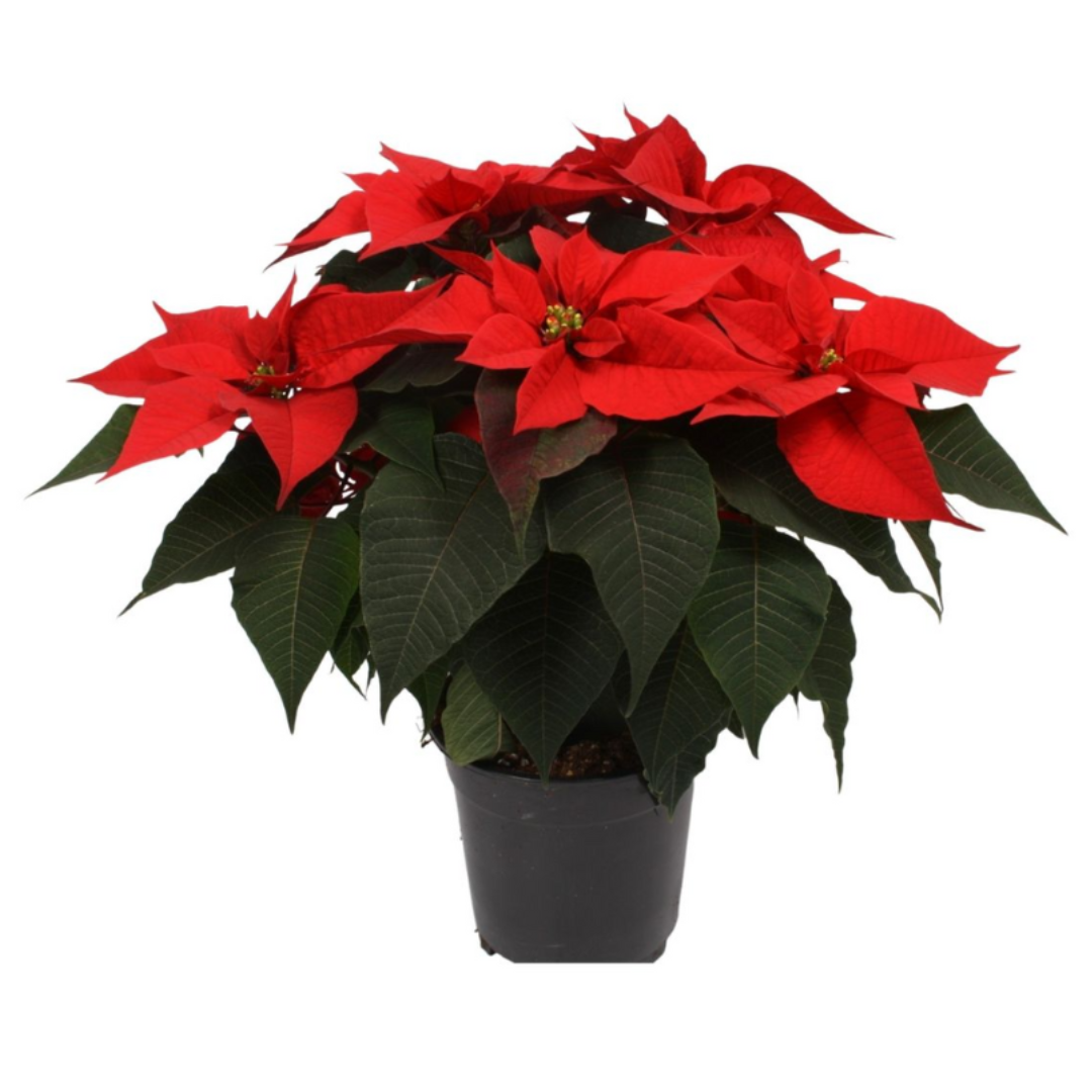 Kerstster (Euphorbia Pulcherrima) rood 45 cm