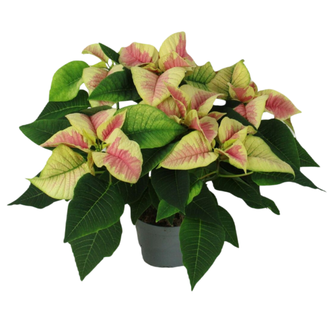 Kerstster (Euphorbia Pulcherrima) Saturnus Marble 30 cm