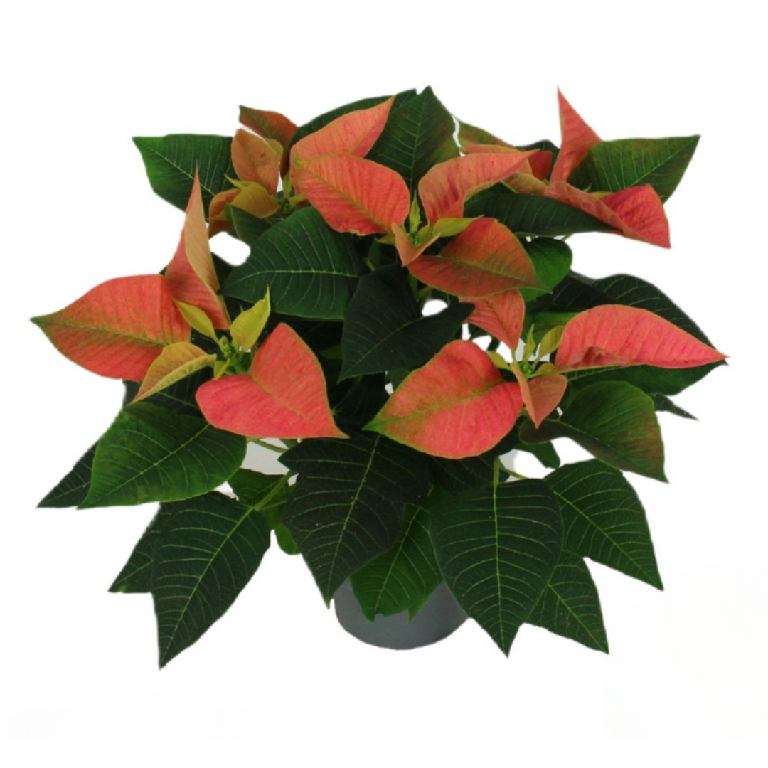 Kerstster (Euphorbia Pulcherrima) Viking Cinnamon 30 cm
