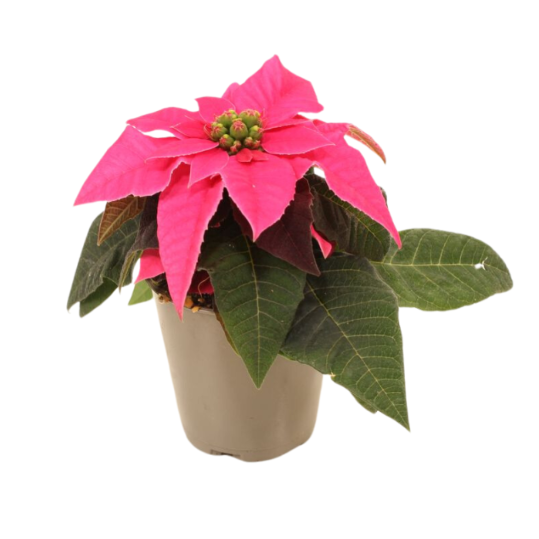 Kerstster mini (Euphorbia Princettia) Dark Pink 12 cm