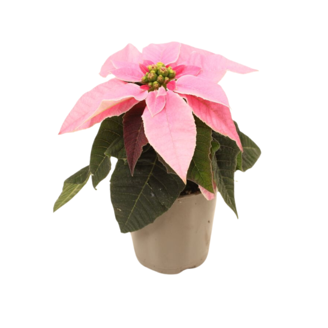 Kerstster mini (Euphorbia Princettia) Hot Pink 12 cm