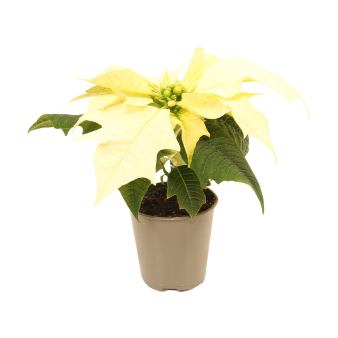 Kerstster mini (Euphorbia Pulcherrima) Alaska 12 cm