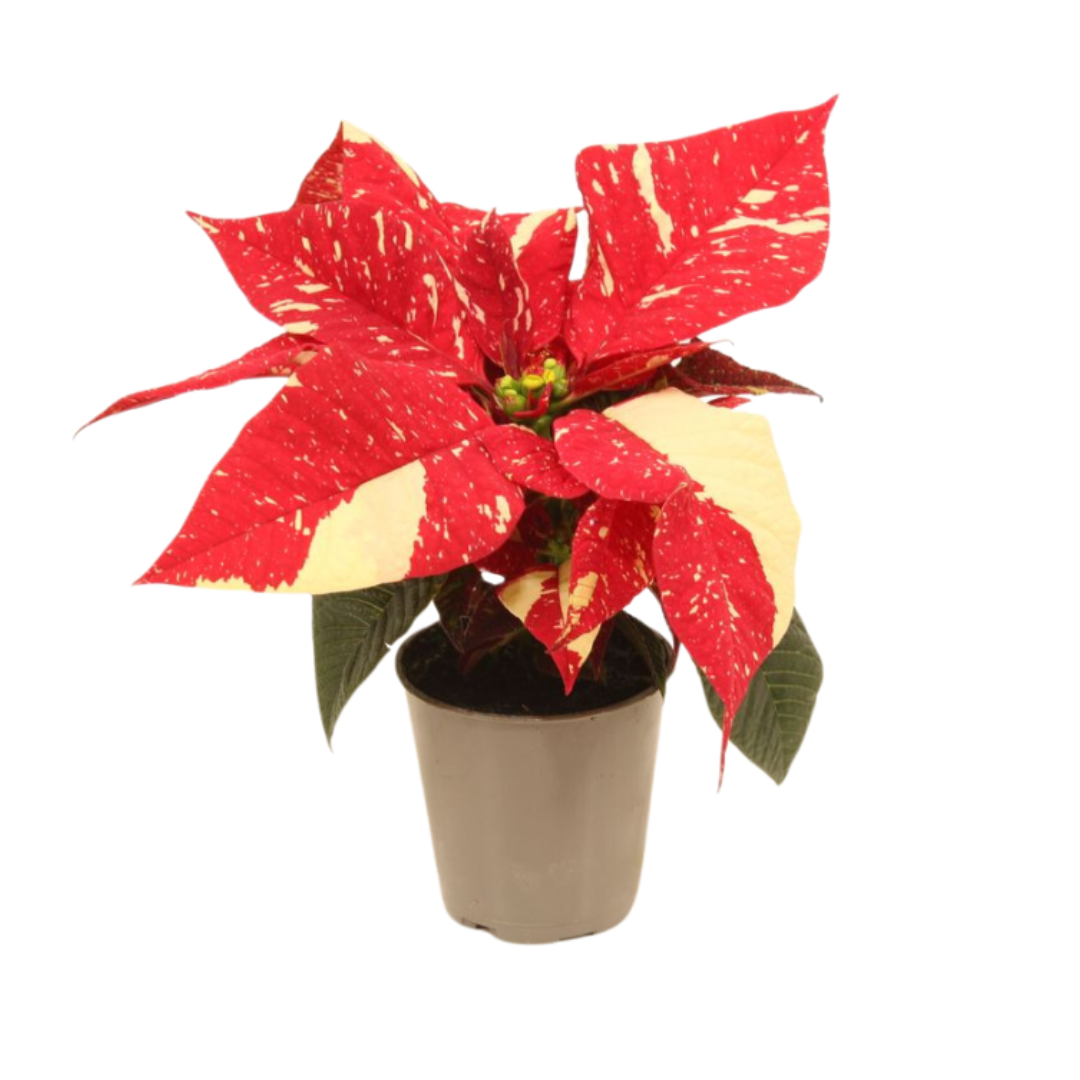 Kerstster mini (Euphorbia Pulcherrima) glitter 12 cm