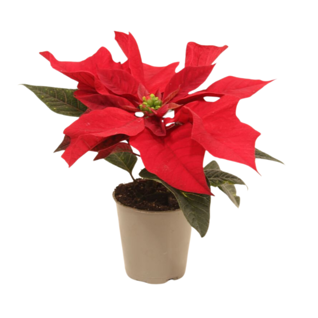 Kerstster mini (Euphorbia Pulcherrima) rood 12 cm