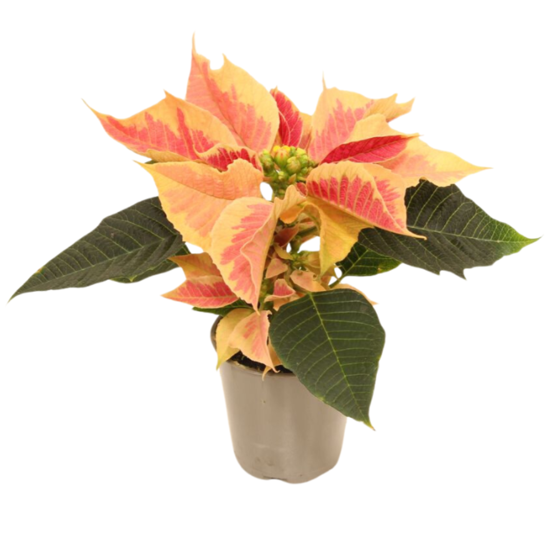 Kerstster mini (Euphorbia Pulcherrima) Saturnus Marble 12 cm