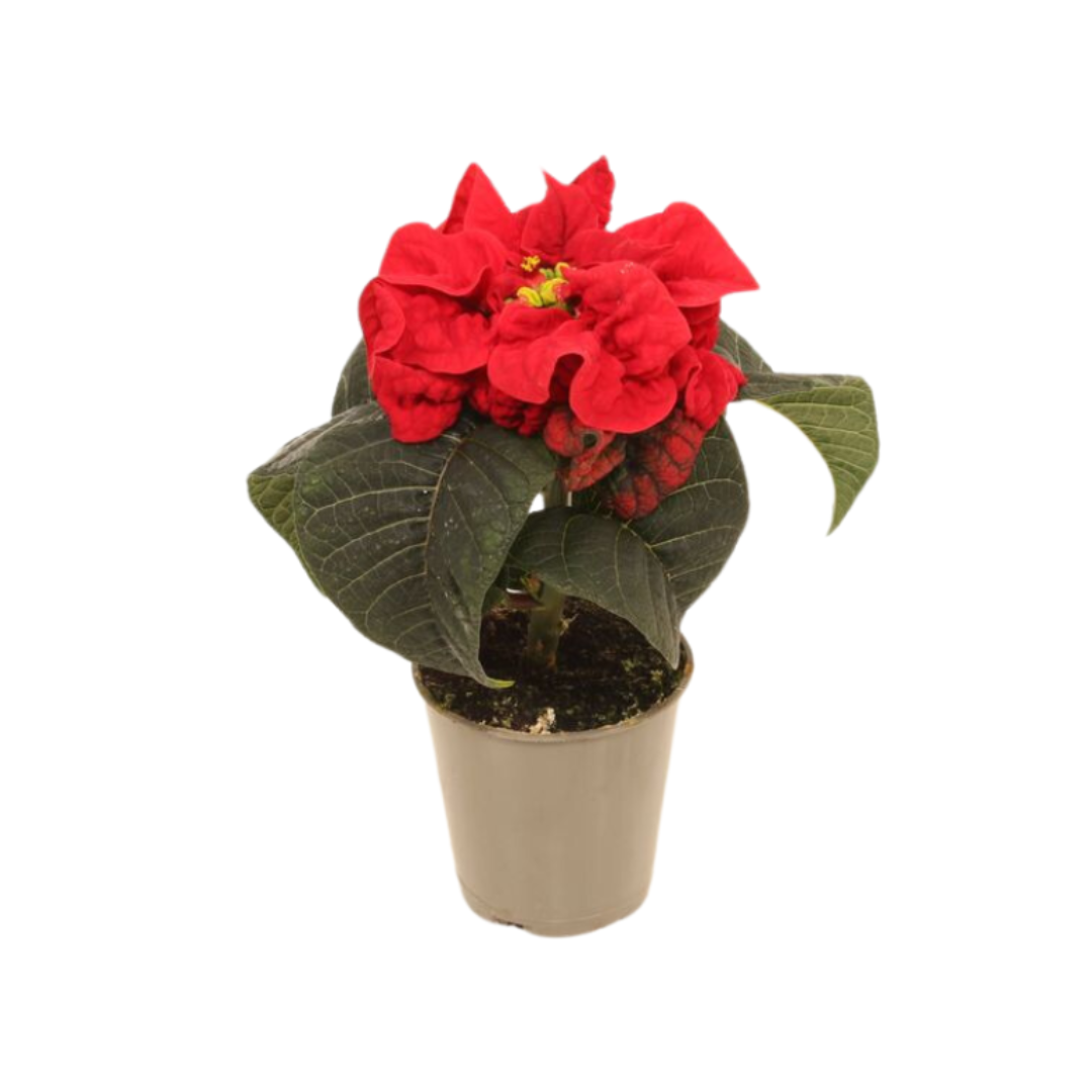 Kerstster mini (Euphorbia Pulcherrima) Winter Rose 12 cm
