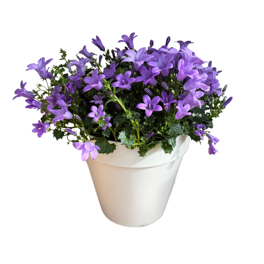 Klokjesbloem (Campanula addenda) H 20 ø 10.5 cm
