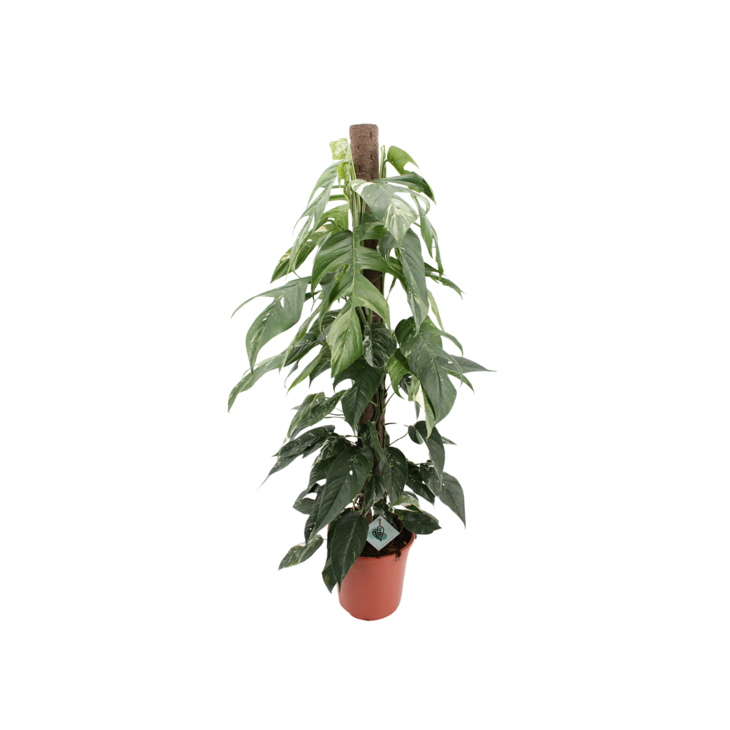 Kratiste Klimstok Biologisch afbreekbaar 120 cm