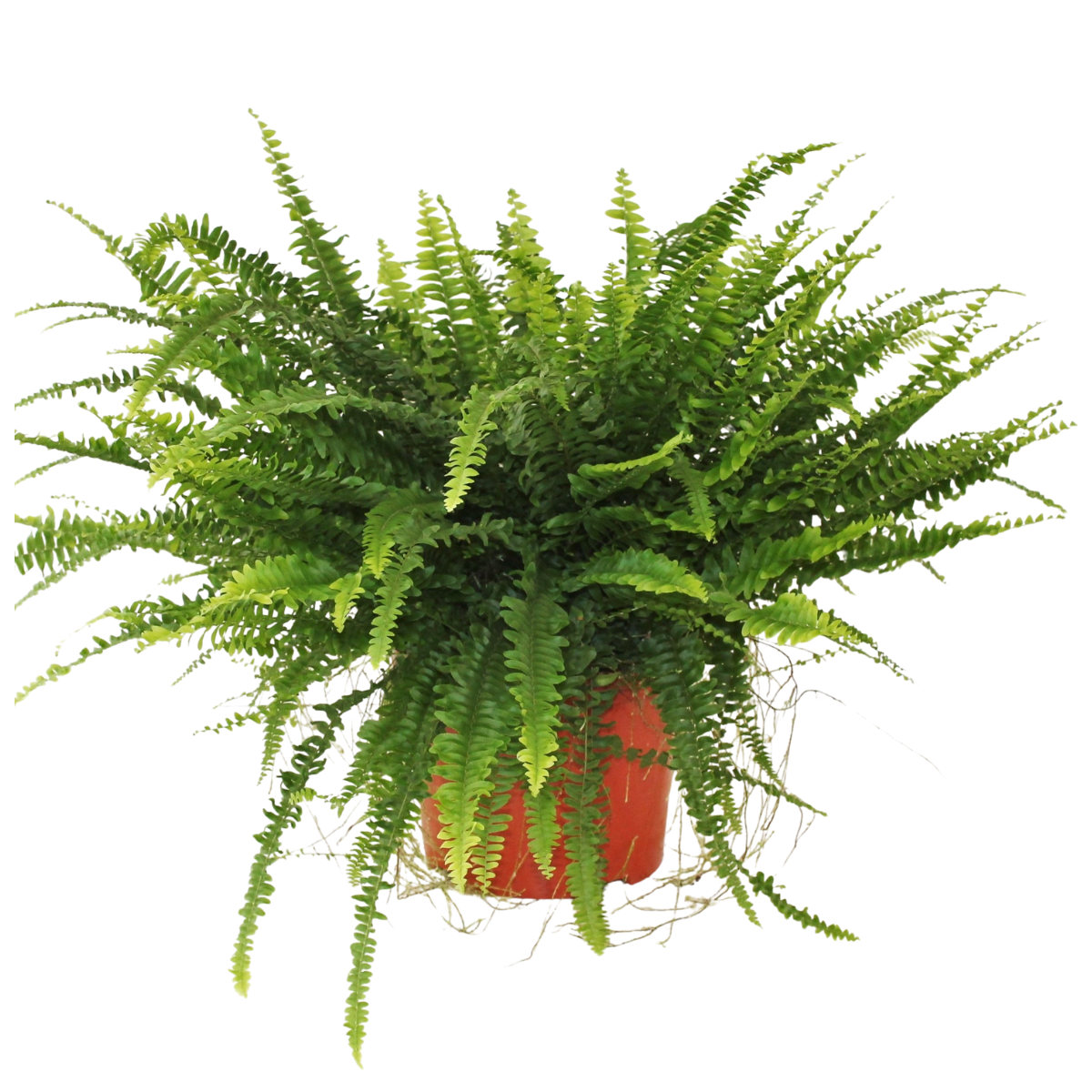 Krulvaren (Nephrolepis Green Lady) H 60 ø 17 cm