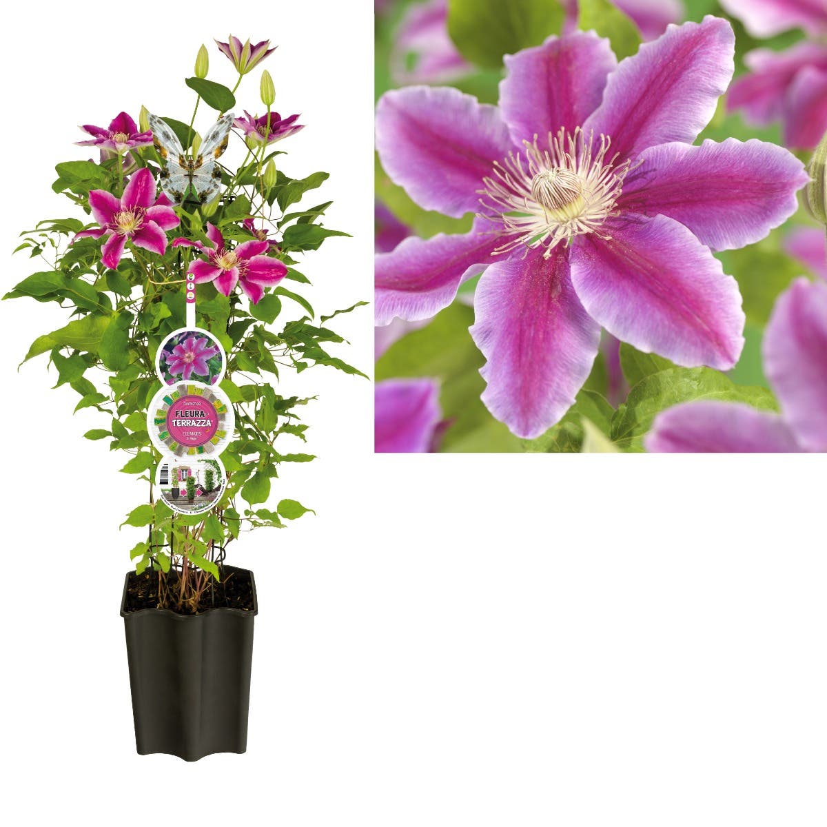 Bosrank (Clematis 'Dr. Ruppel') H 80