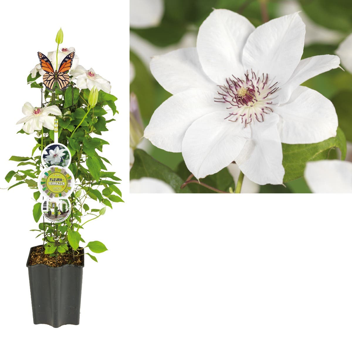 Bosrank (Clematis 'Miss Bateman') H 80