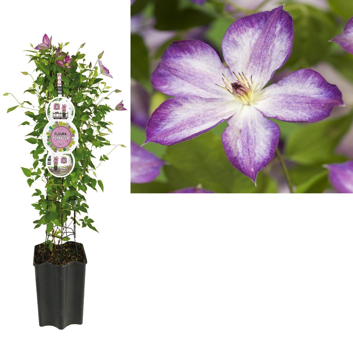 Bosrank (Clematis Pernille PBR) H 80