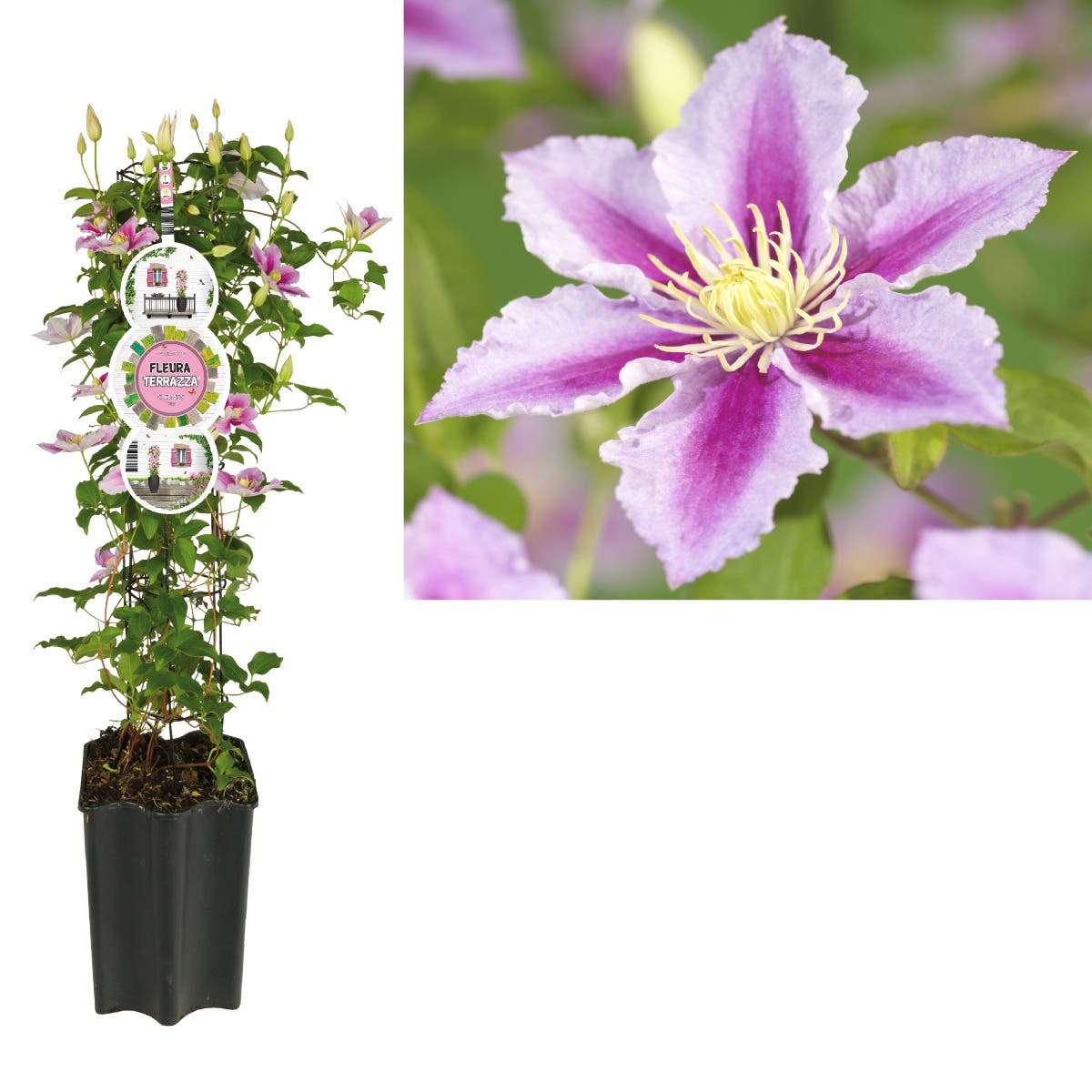 Bosrank (Clematis 'Piilu') H 80