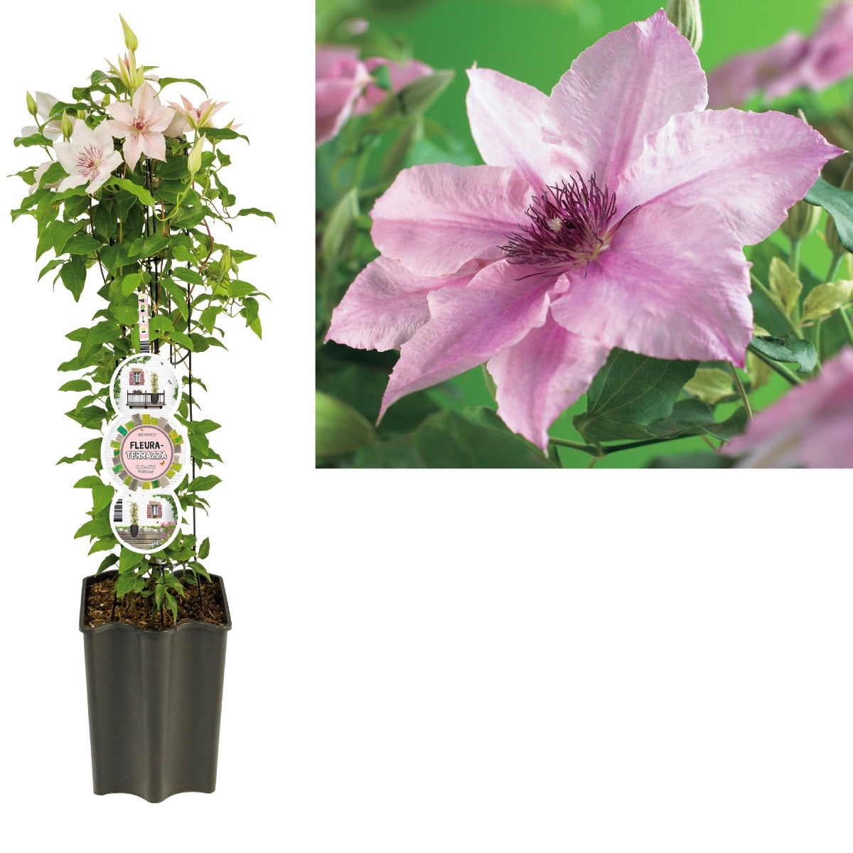 Bosrank (Clematis 'Pink Fantasy') H 80