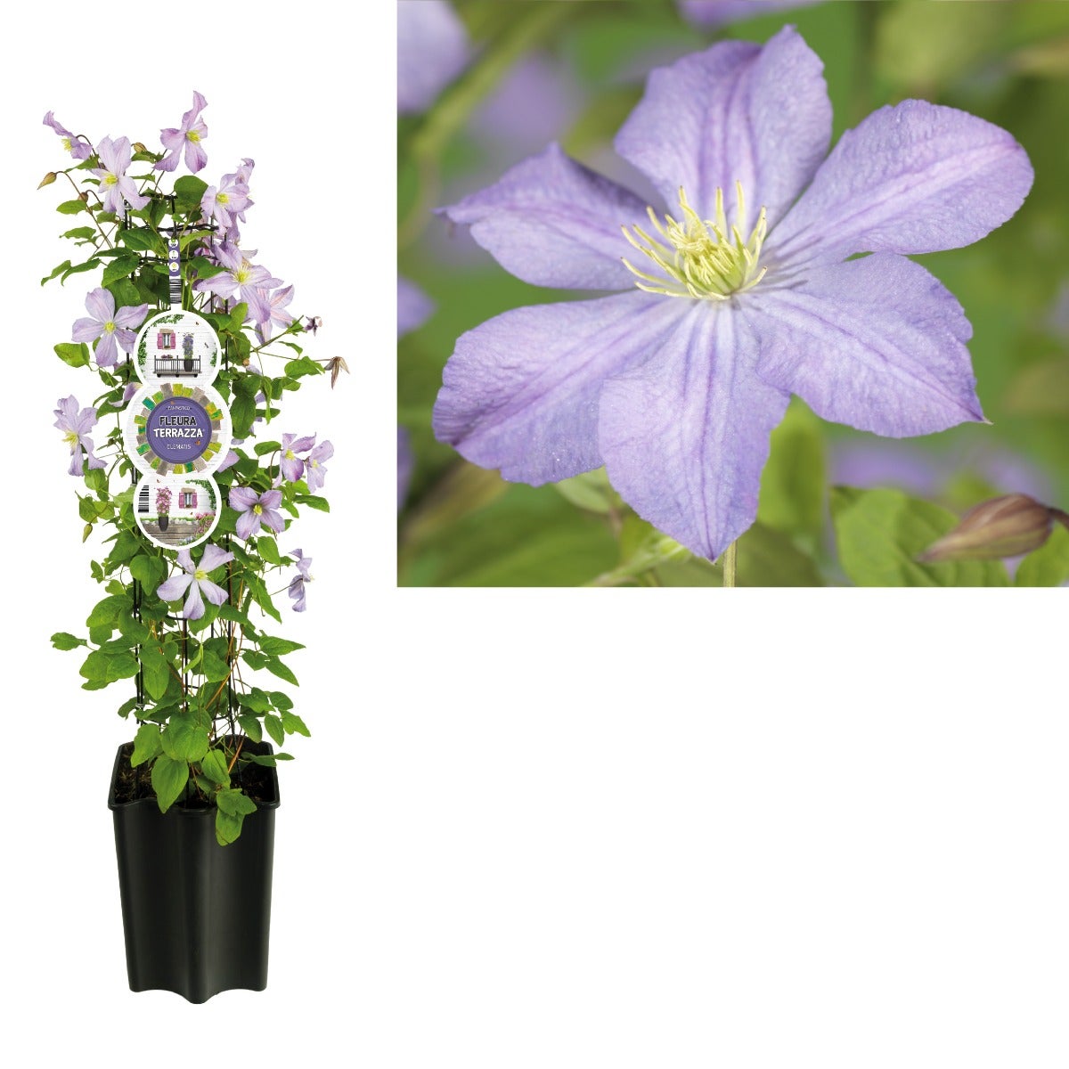 Bosrank (Clematis 'Prince Charles') H 80