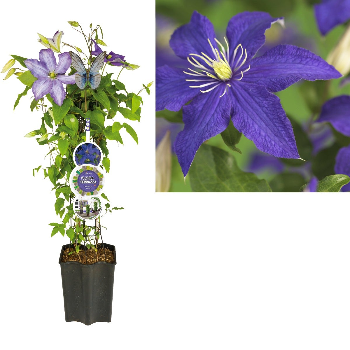 Bosrank (Clematis 'Rhapsody') H 80