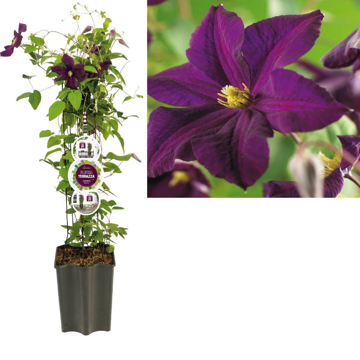 Bosrank (Clematis 'Romantika') H 80