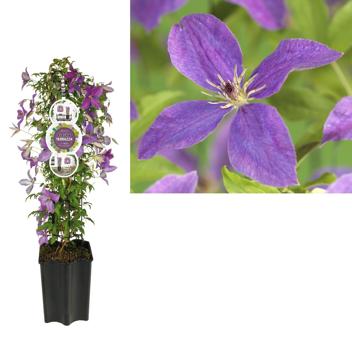 Bosrank (Clematis So Many® Lavender Flowers PBR) H 80